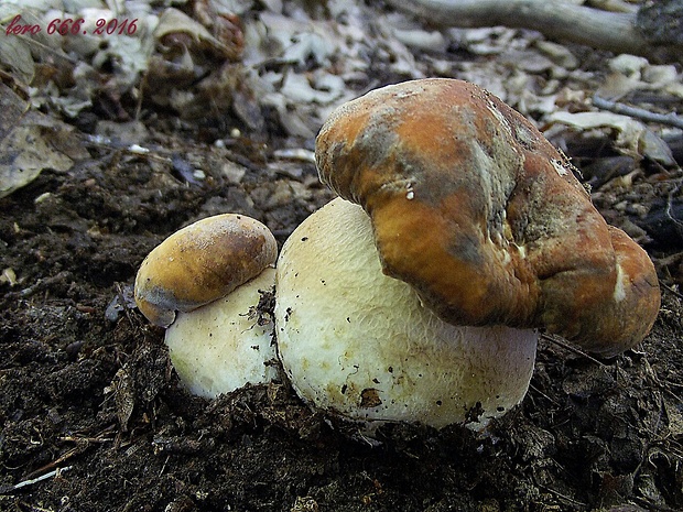 hríb bronzový Boletus aereus Bull. ex Fr.