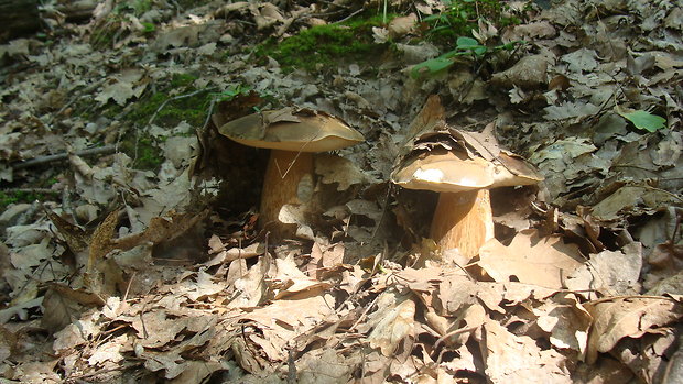 hríb bronzový Boletus aereus Bull. ex Fr.