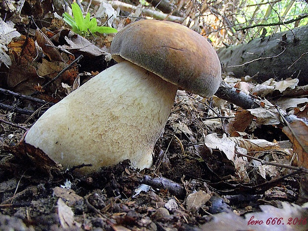 hríb dubový Boletus reticulatus Schaeff.