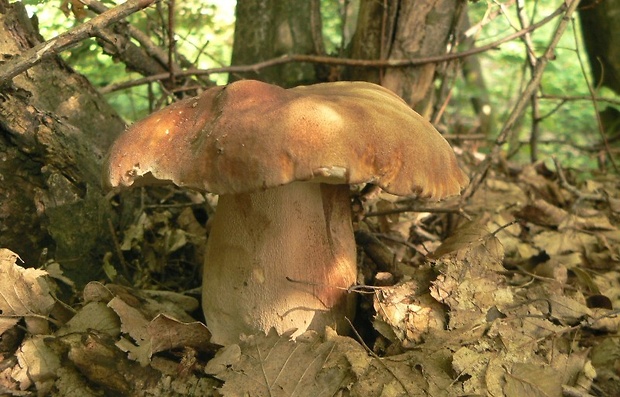 hríb dubový Boletus reticulatus Schaeff.