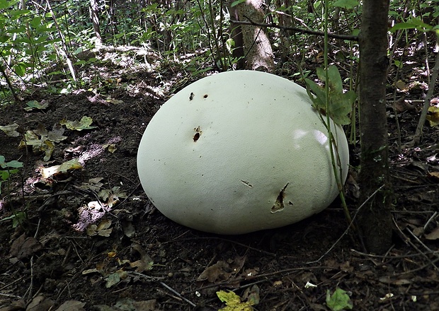 vatovec obrovský Calvatia gigantea (Batsch) Lloyd