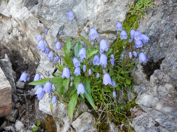 zvonček Campanula sp.