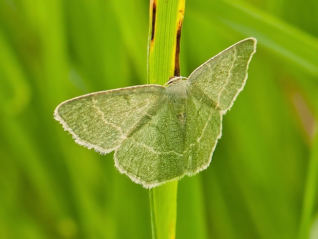 piadivka černicová Chlorissa cloraria