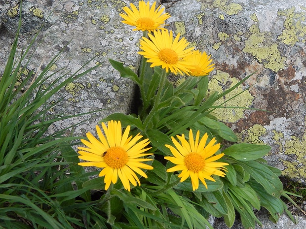 kamzičník chlpatý Doronicum stiriacum (Vill.) Dalla Torre