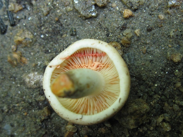 rýdzik Lactarius sp.