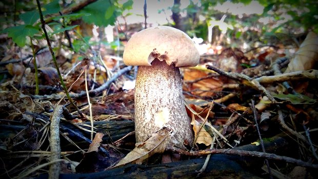 kozák osikový Leccinum albostipitatum den Bakker & Noordel.