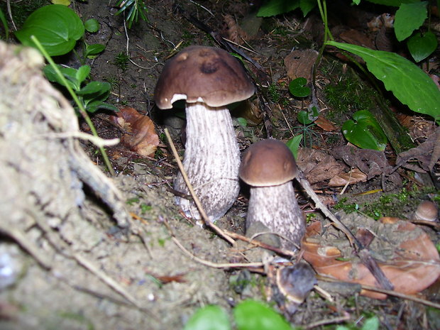 kozák hrabový Leccinum pseudoscabrum (Kallenb.) Šutara