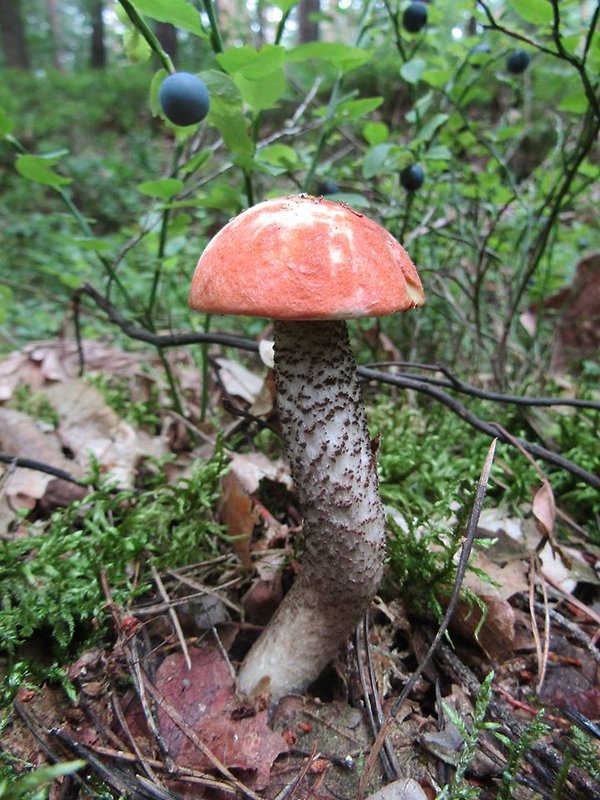 kozák sosnový Leccinum vulpinum Watling