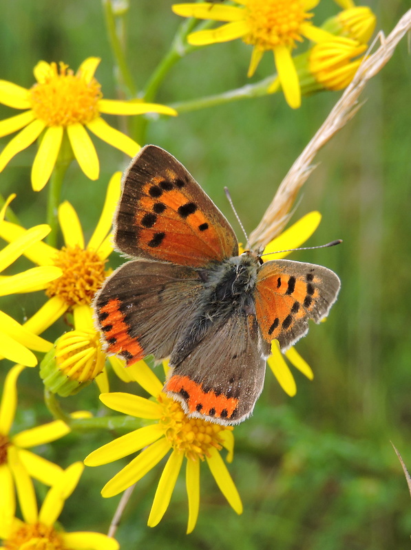 ohniváčik čiernokrídly  Lycaena phlaeas