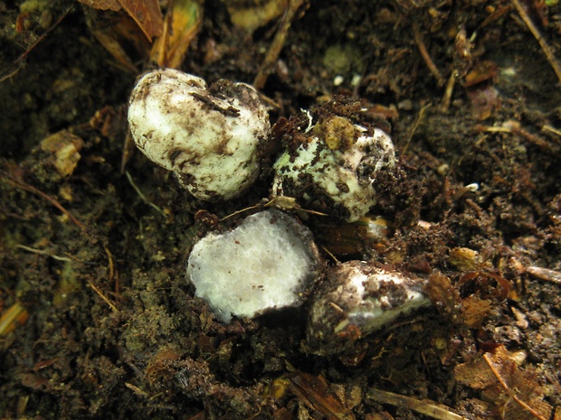 mäsovka Octaviania asterosperma Vittad.