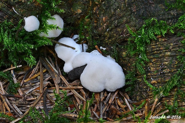 tvarohovník Oligoporus sp.