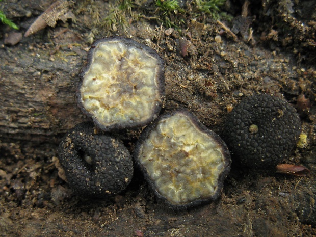 zelenec čierny Pachyphloeus melanoxanthus (Tul. & C. Tul. ex Berk.) Tul. & C. Tul.