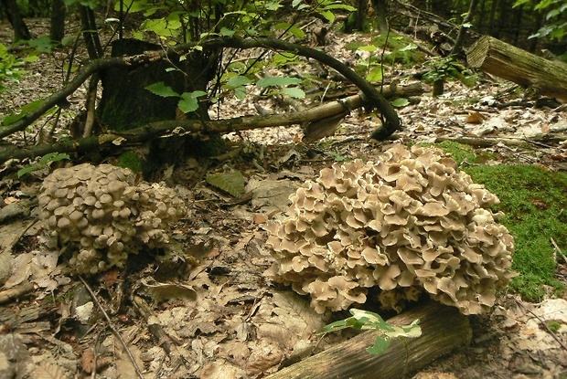 trúdnik klobúčkatý Polyporus umbellatus (Pers.) Fr.