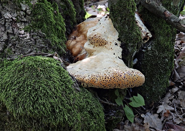 ryšavec slziaci Pseudoinonotus dryadeus (Pers.) T. Wagner & M. Fisch.