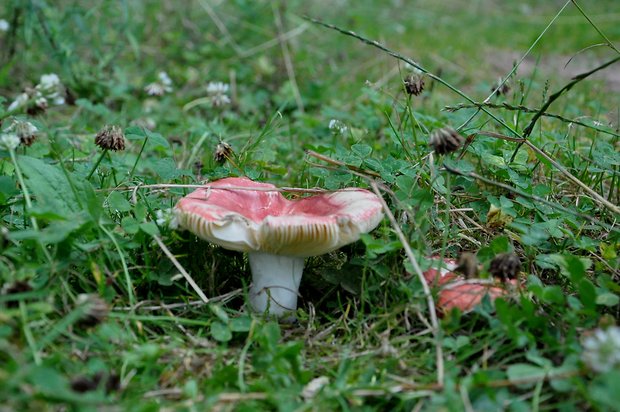 plávka úhľadná Russula rosea Pers.