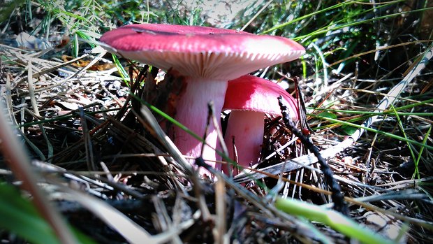 plávka červenobiela Russula rubroalba (Singer) Romagn.