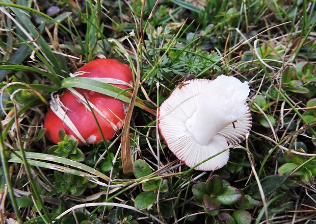 plávka Russula sp.