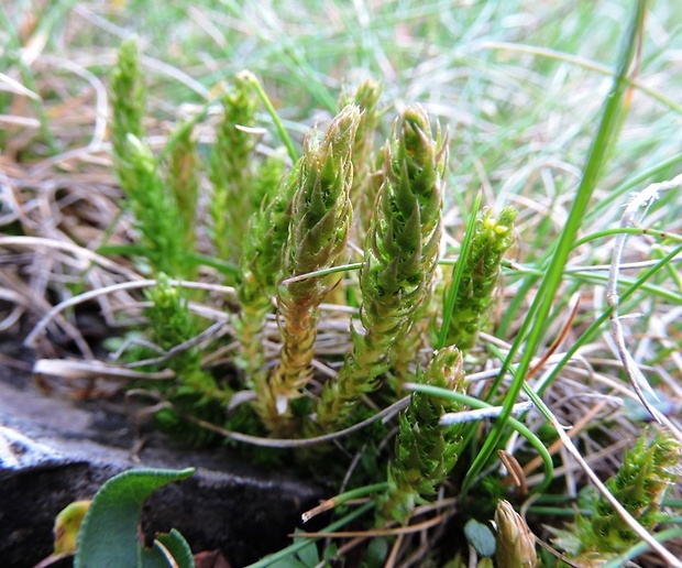 plavúnka brvitá Selaginella selaginoides (L.) Mart.