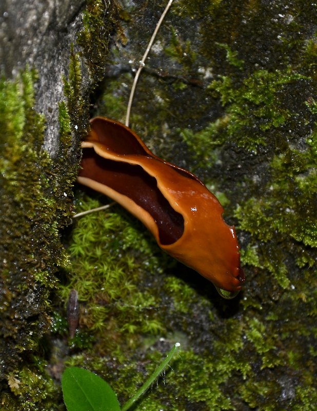 winelka Wynnella sp.