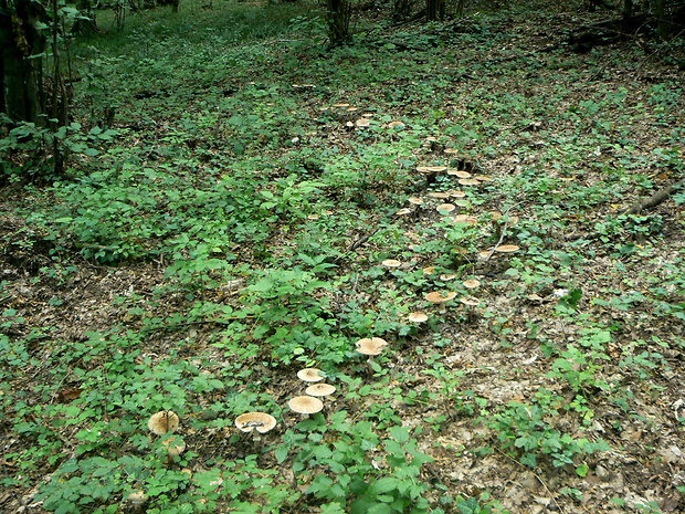 Biotop muchotravky červenkastej