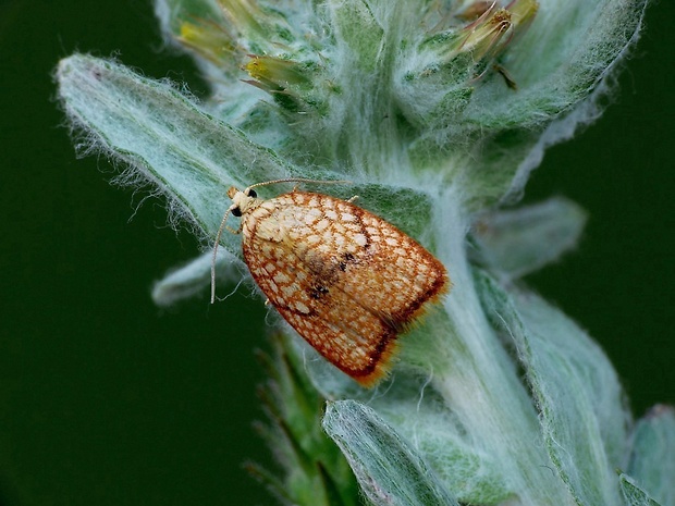 obaľovač javorový (sk) / obaleč javorový (cz) Acleris forsskaleana Linnaeus, 1758