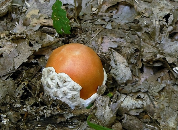 muchotrávka cisárska Amanita caesarea (Scop.) Pers.