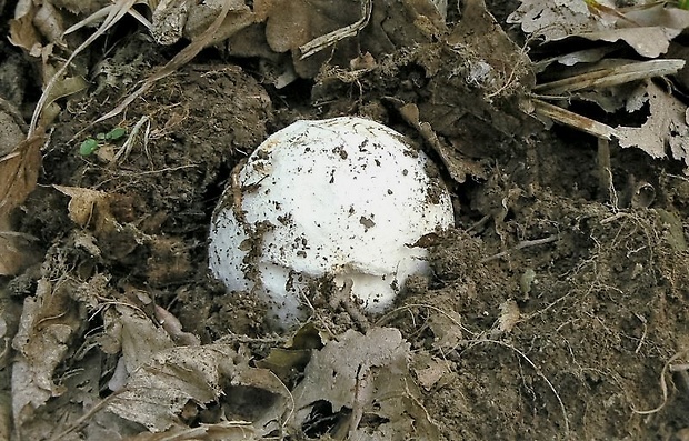 muchotrávka cisárska Amanita caesarea (Scop.) Pers.