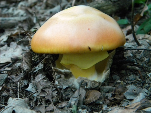 muchotrávka cisárska Amanita caesarea (Scop.) Pers.