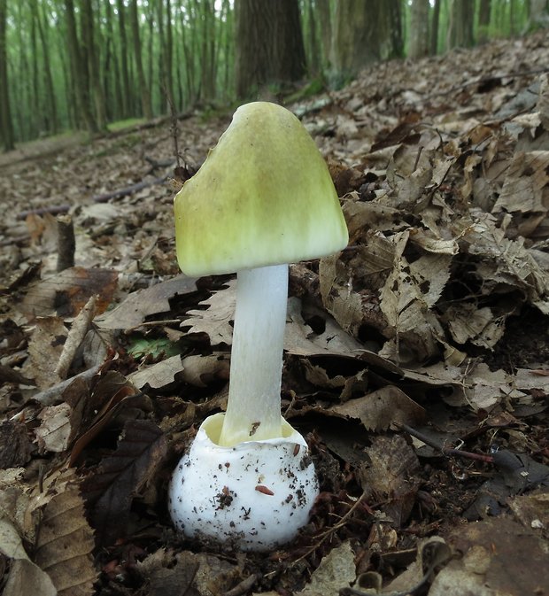 muchotrávka zelená Amanita phalloides (Vaill. ex Fr.) Link