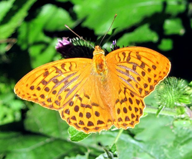 perlovec striebristopásavý Argyronome paphia L.