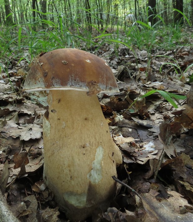 hríb bronzový Boletus aereus Bull. ex Fr.