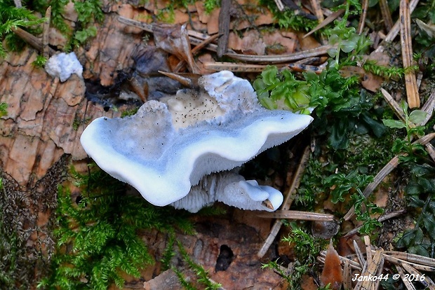 šťavnatec modrastý Cyanosporus caesius (Schrad.) McGinty