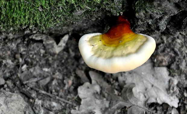 leskokôrovka obyčajná Ganoderma lucidum (Curtis) P. Karst.