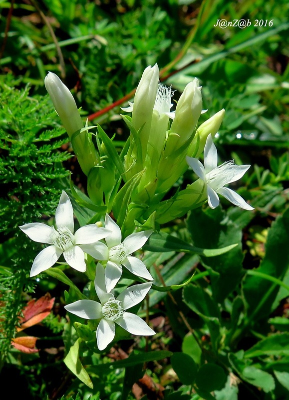 horček žltkastý Gentianella lutescens (Velen.) Holub