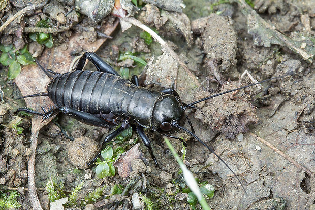 cvrček poľný  Gryllus campestris