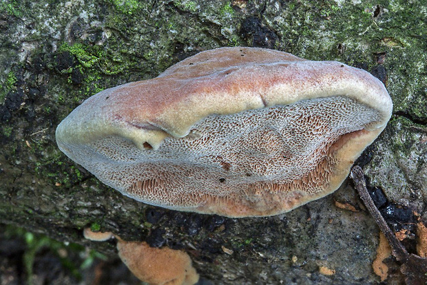 hlinovec červenkastý Hapalopilus rutilans (Pers.) Murrill