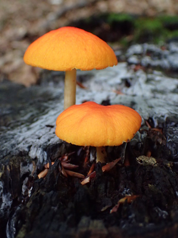 štítovka šarlátová Pluteus aurantiorugosus (Trog) Sacc.