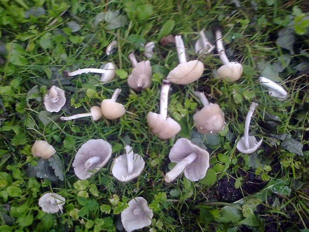 drobuľka Psathyrella sp.