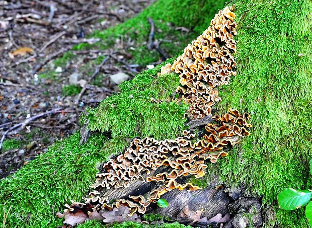 trúdnikovec pestrý Trametes versicolor (L.) Lloyd