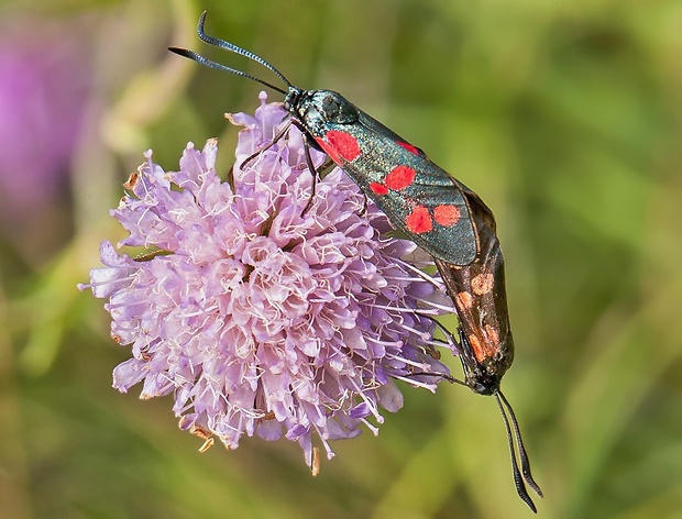 vretienka obyčajná Zygaena filipendulae kopulácia