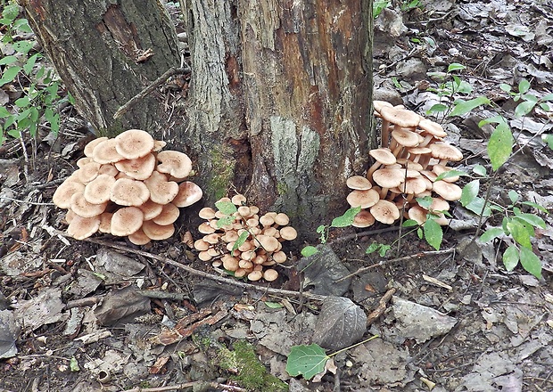 podpňovka bezprsteňová Armillaria socialis (DC.) Fayod