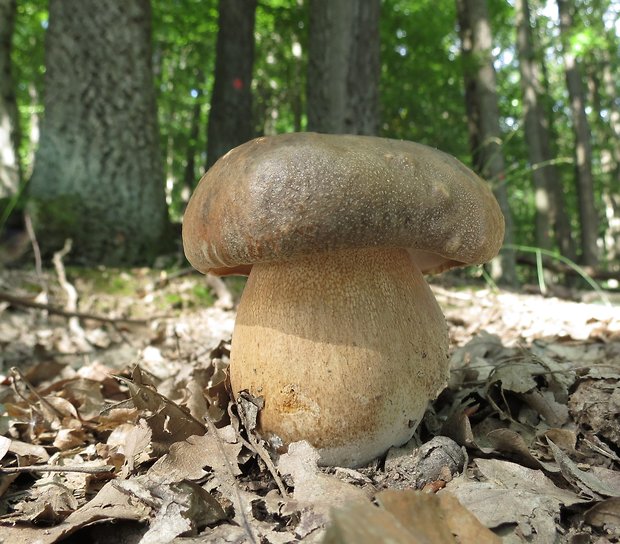 hríb bronzový Boletus aereus Bull. ex Fr.