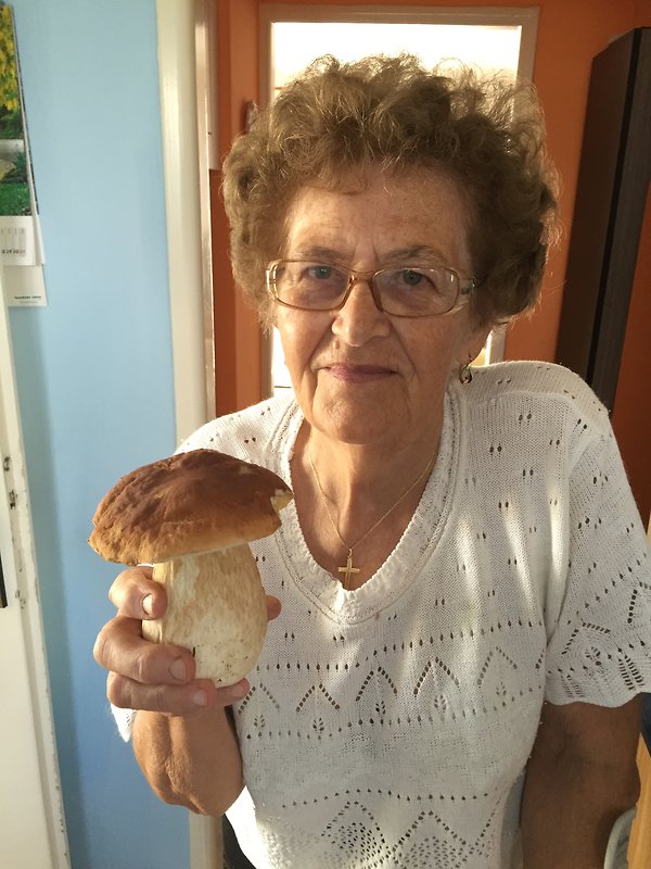 hríb smrekový Boletus edulis Bull.