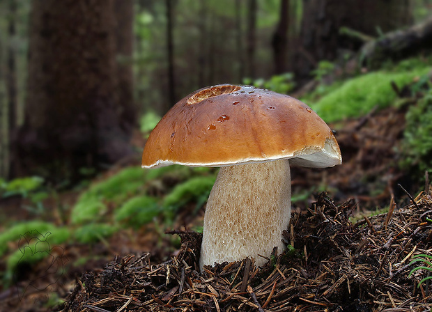 hríb smrekový Boletus edulis Bull.