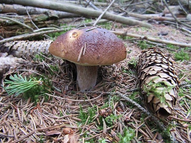 hríb smrekový Boletus edulis Bull.