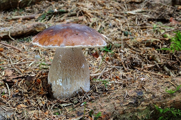 hríb smrekový Boletus edulis Bull.