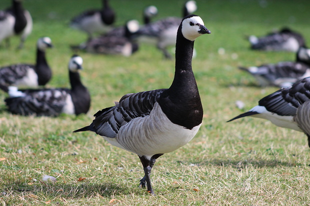 bernikla bielolíca Branta leucopsis