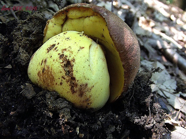 hríb príveskatý Butyriboletus appendiculatus (Schaeff. ex Fr.) Secr.