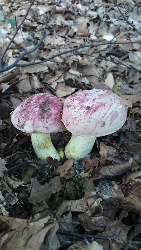 hríb kráľovský Butyriboletus regius (Krombh.) D. Arora & J.L. Frank