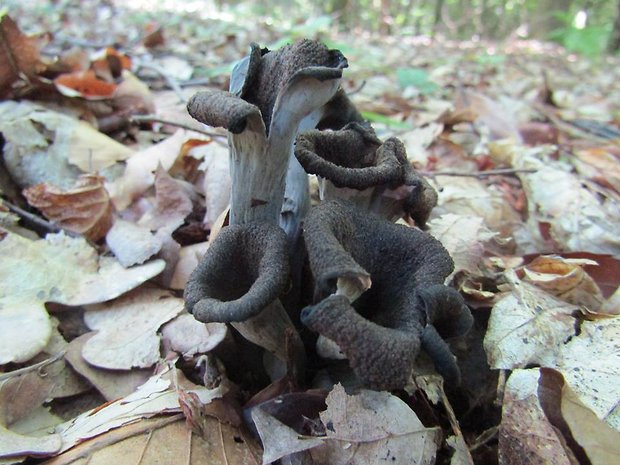 lievik trúbkovitý Craterellus cornucopioides (L.) Pers.